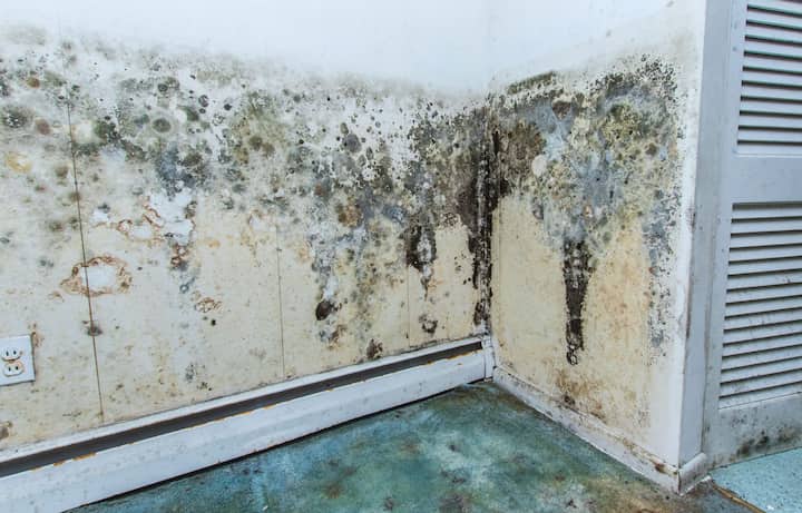 residential mold removal experts in Hialeah